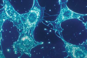 Normal cells of human connective tissue in culture at a magnification of 500x